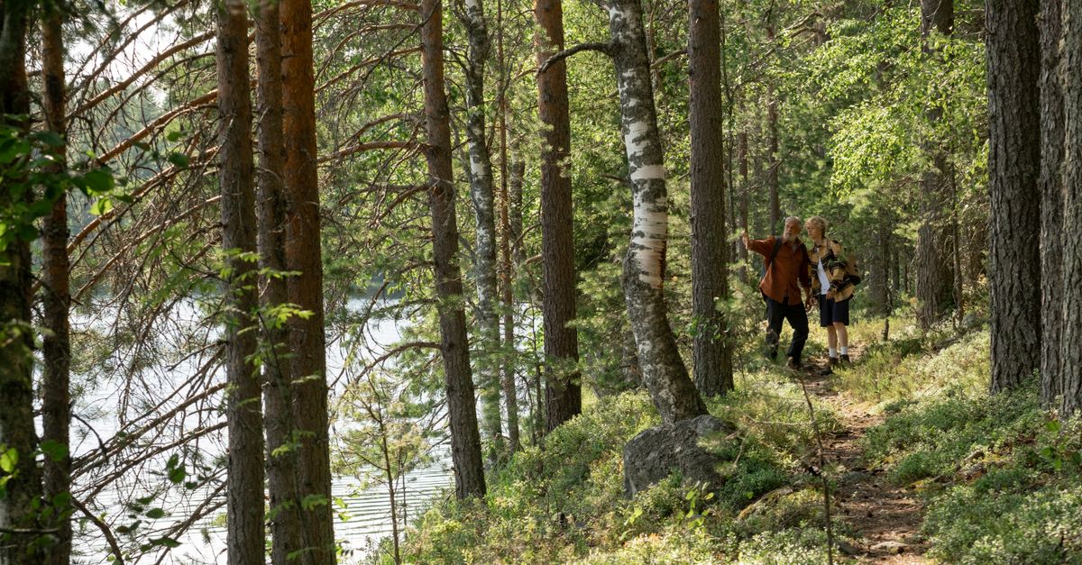 A grandfather and grandson walking through a lush forest along a riverside trail during summer.