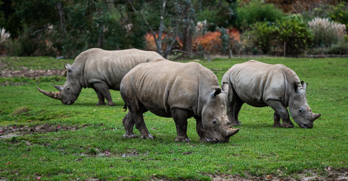 Three rhinoceroses grazing peacefully on a vibrant grassland, showcasing their natural habitat.