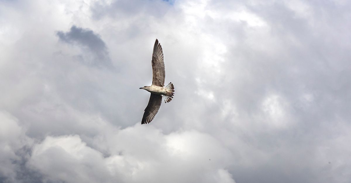 A lone seagull gracefully soars across a cloudy sky, showcasing its wings in flight.