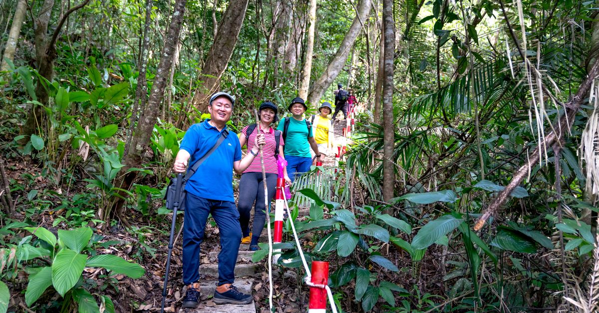 Group of adults enjoying a hiking adventure in a lush forest trail, surrounded by green foliage.