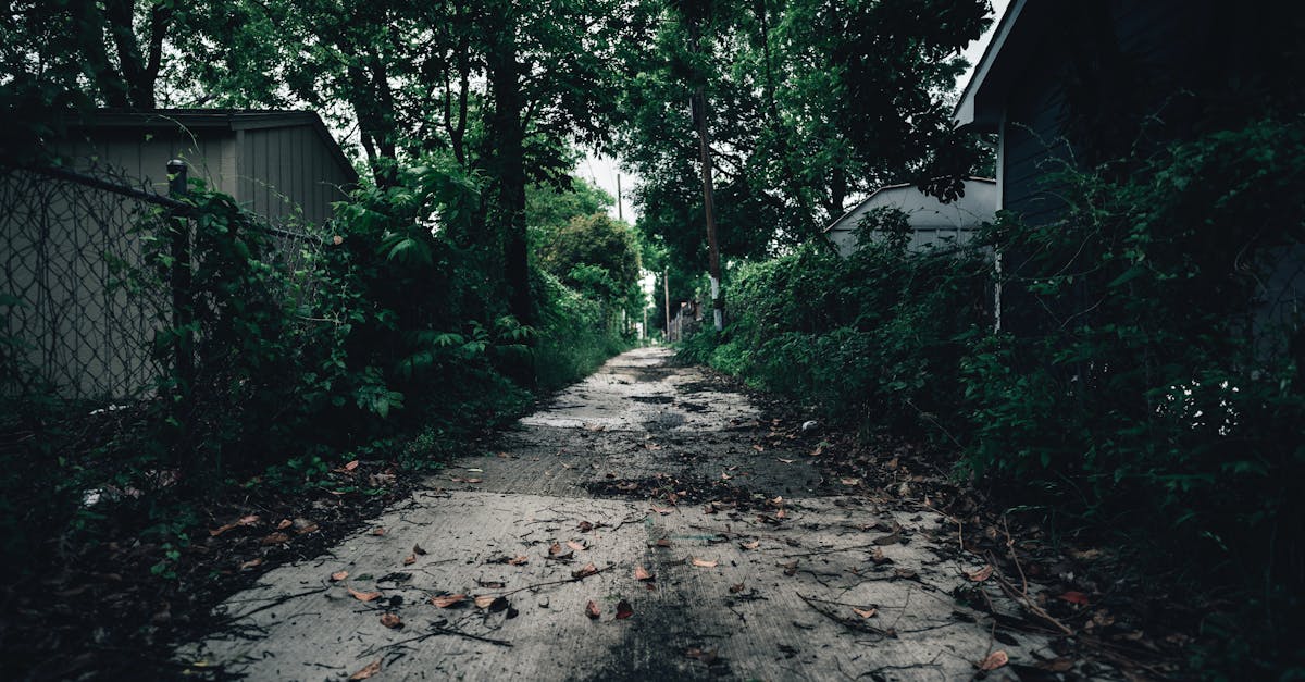 A moody, overgrown pathway lined with lush greenery and overcast skies, creating an eerie vibe.