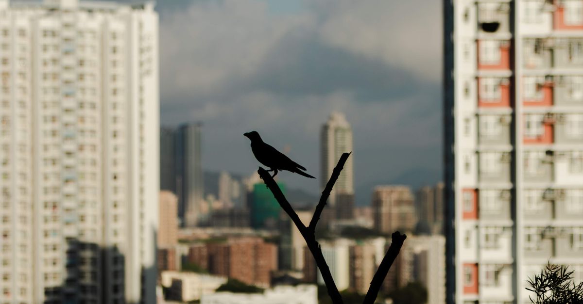 A bird silhouette perched on a branch with a blurred Hong Kong cityscape in the background.