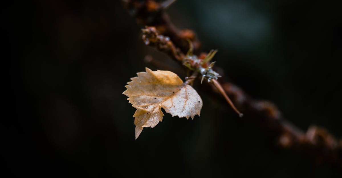 third_section_image_data.image_alt