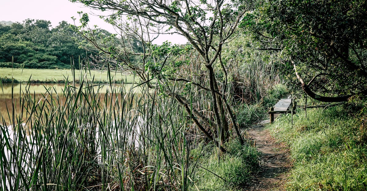 Tranquil scene of a lakeside path with lush greenery and a wooden bench, perfect for relaxation.