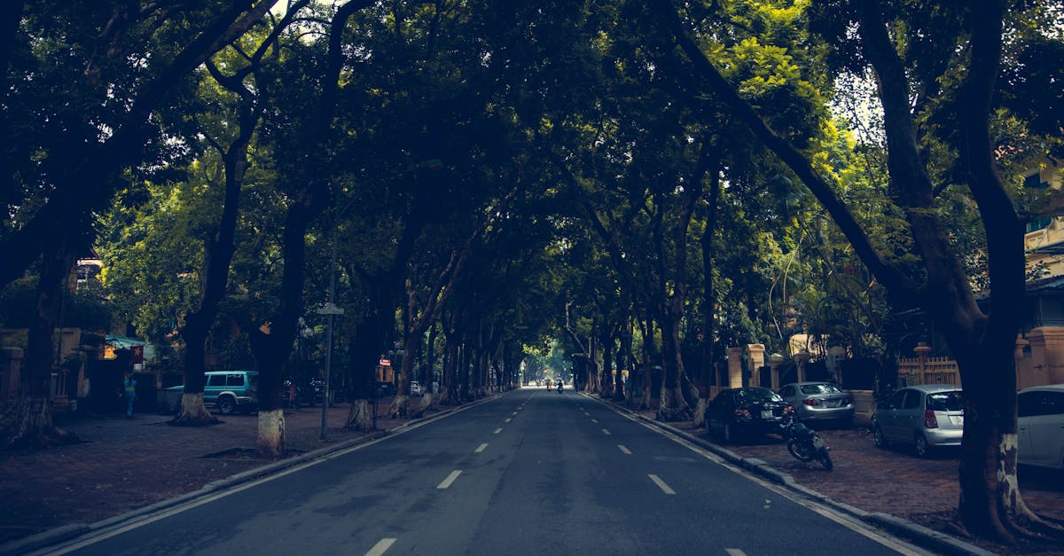Peaceful urban street lined with lush trees, perfect for tranquil cityscapes.