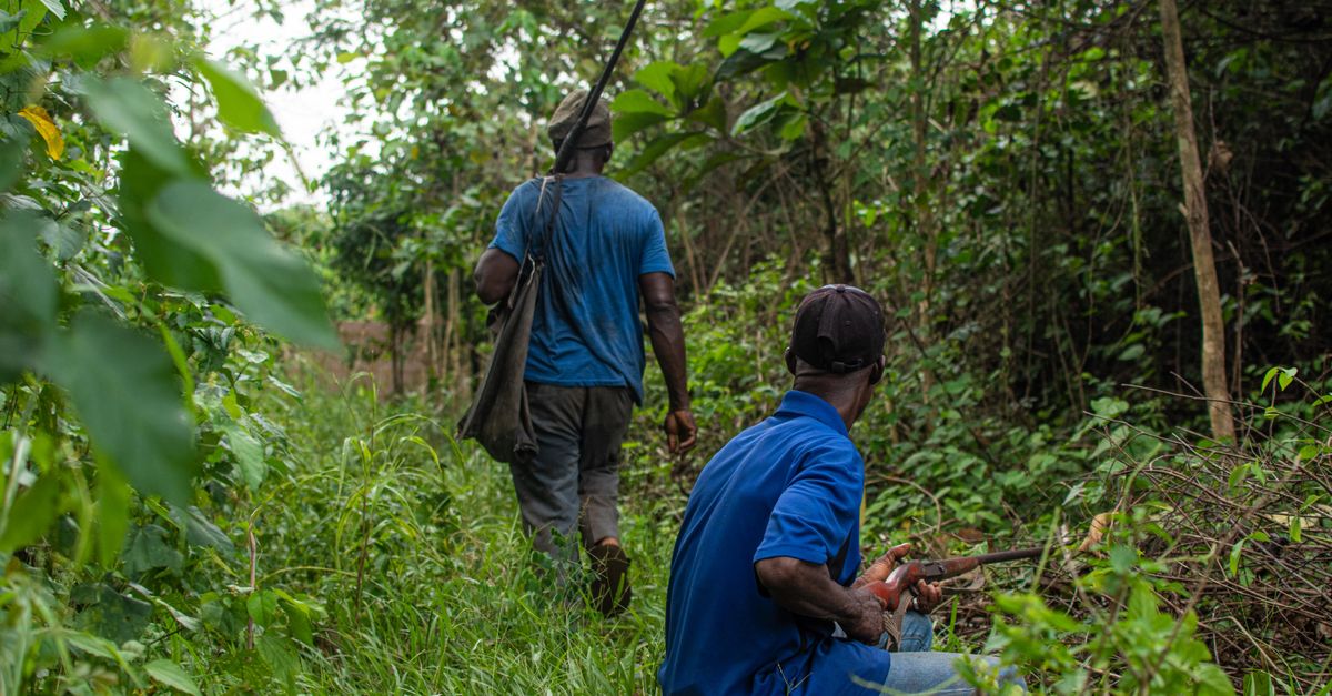 Two African hunters with rifles walking through a dense jungle.
