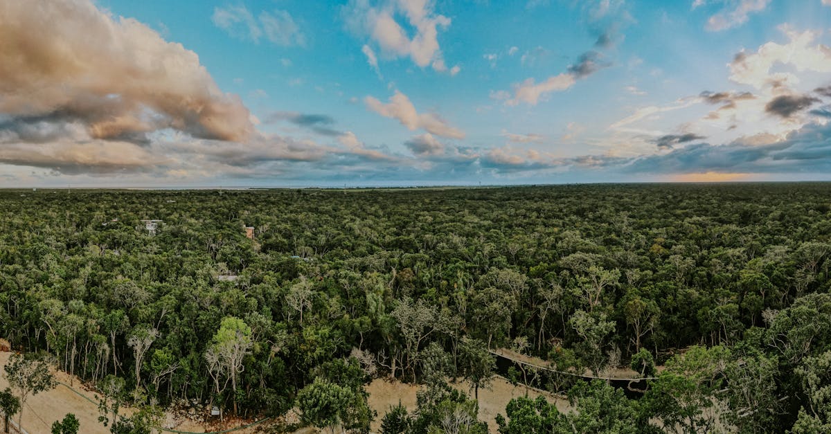 Expansive aerial view of lush forest surrounding San Pablo, Quintana Roo at sunset.