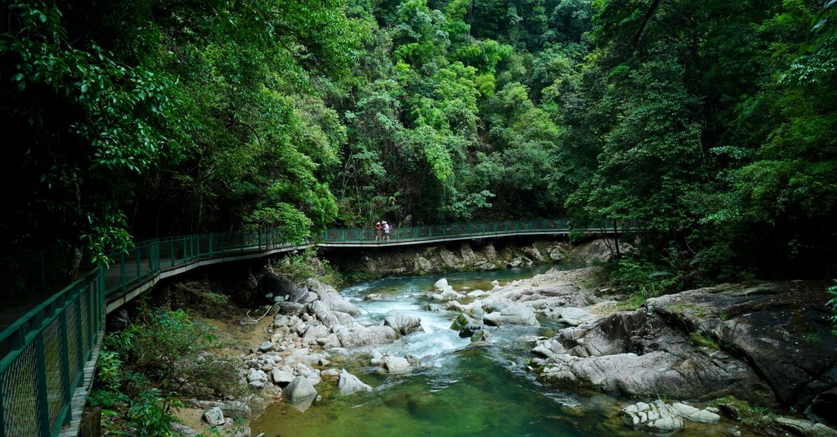 Discover the tranquility of a lush forest footpath over a calming river with scenic views.