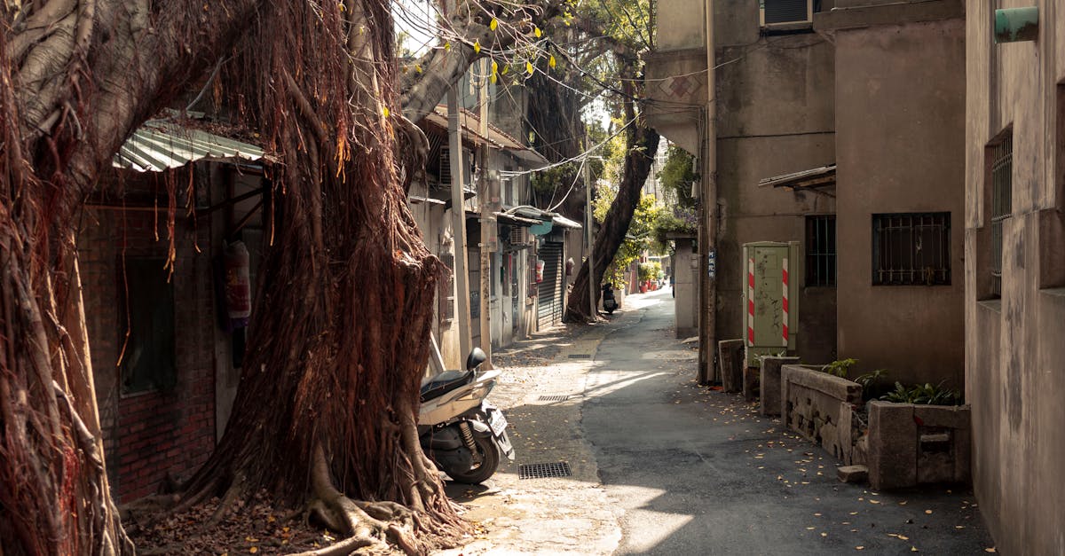 Serene urban alley with a towering tree and rustic buildings, ideal for quaint cityscapes.