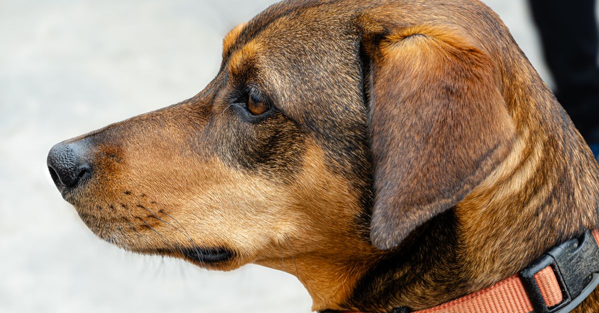 A detailed side view of a brown dog wearing a collar, showcasing its calm demeanor.