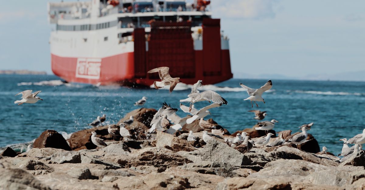 Seagulls fly near a red ferry approaching the Aegean shores of Naxos, Greece.