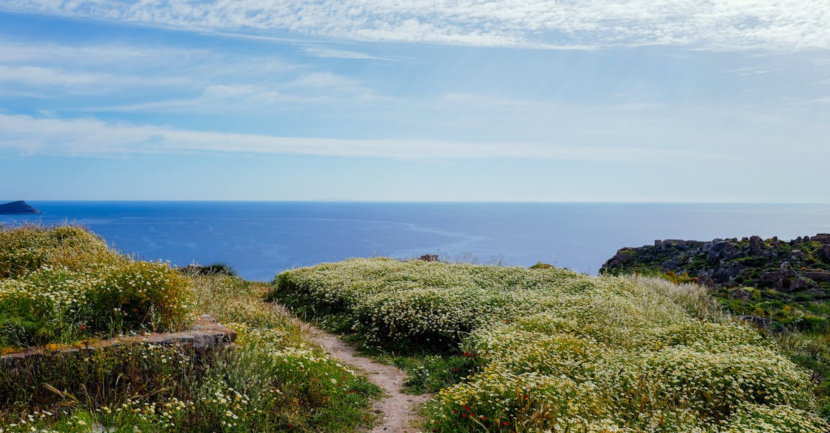 A tranquil coastal path surrounded by wildflowers leads to a breathtaking ocean view.