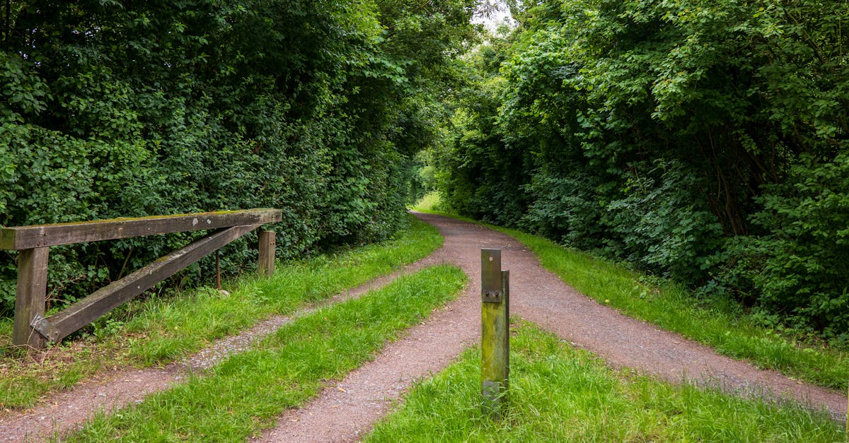 Tranquil forest path curving through lush greenery creating a serene summer scene.