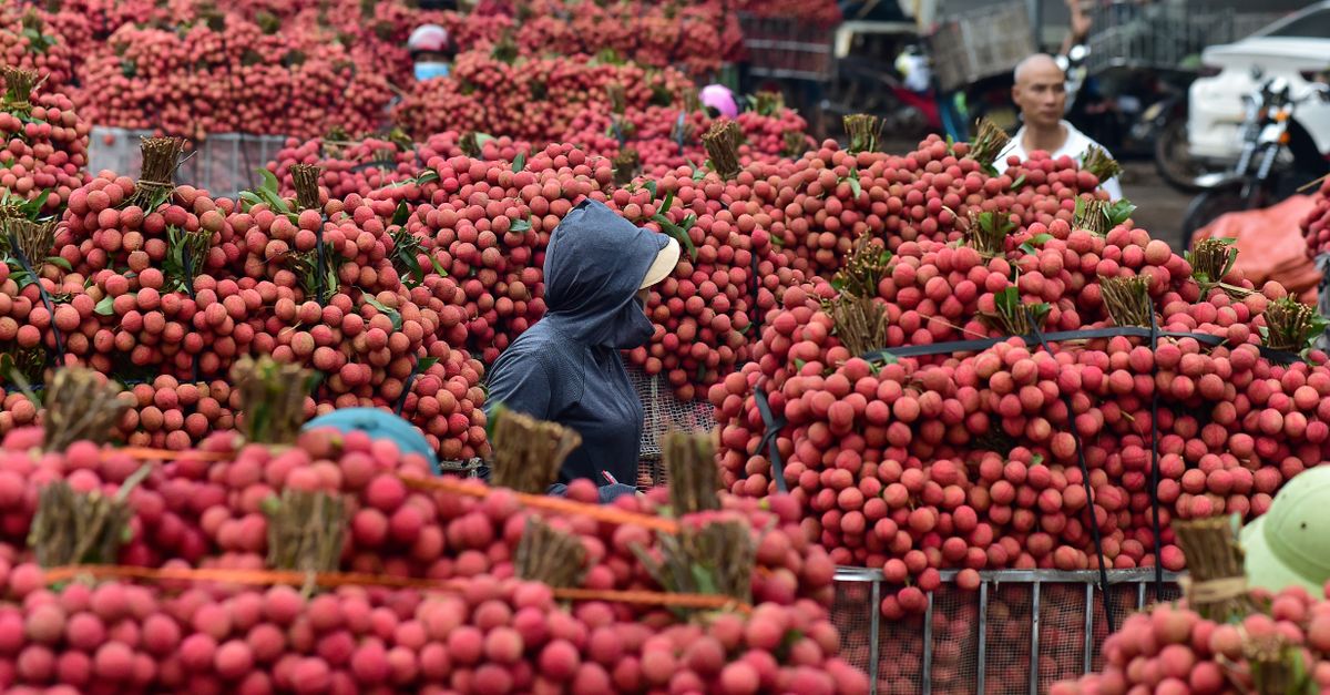 A bustling outdoor market scene with lychee harvests in Bac Giang, Vietnam.