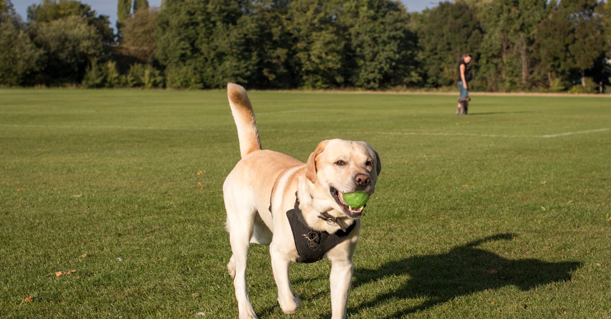 A happy Labrador Retriever enjoying a game of fetch in a sunny park.