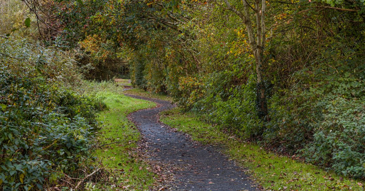 A tranquil winding path through a lush forest in autumn, showcasing vibrant foliage.