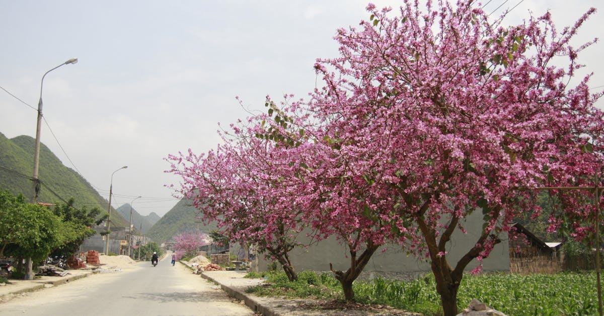 Vibrant pink cherry blossoms line a peaceful rural road in springtime.