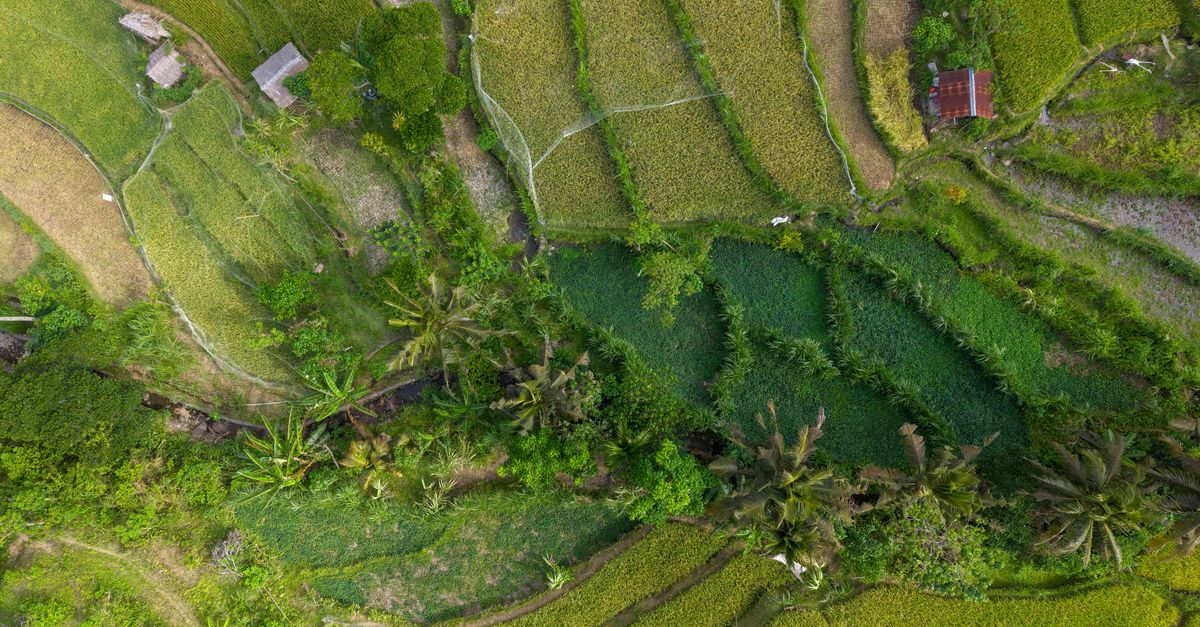 Stunning aerial view of Bali's green rice terraces with scattered huts.