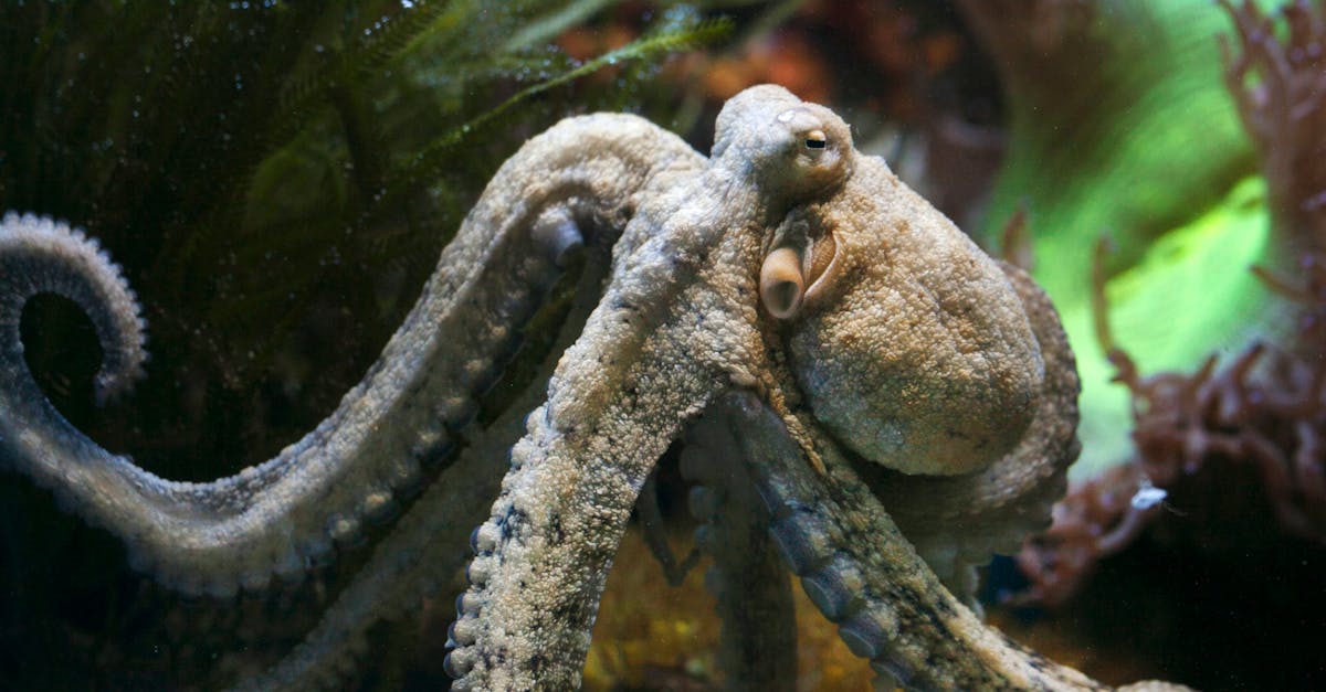 Close-up photo of an octopus in its aquatic environment showing detailed textures.