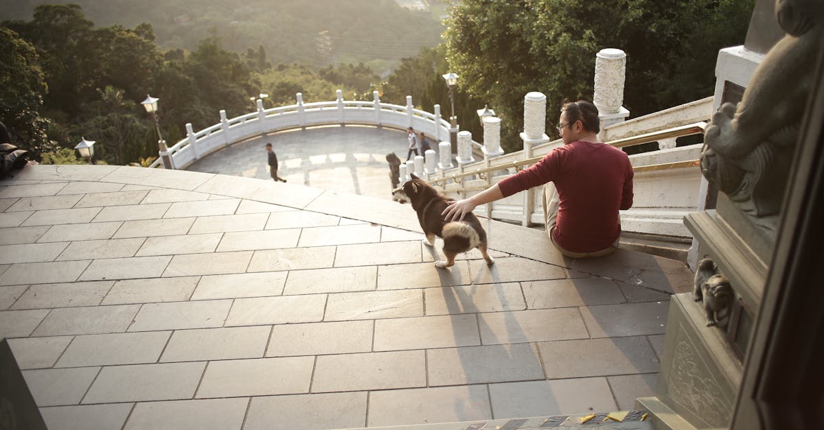 A man with a dog sitting on steps enjoying a scenic view at sunset outdoors.