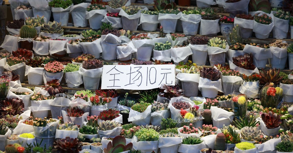 Abundant succulent plants on display at a market stall with a price sign, perfect for gardening enthusiasts.