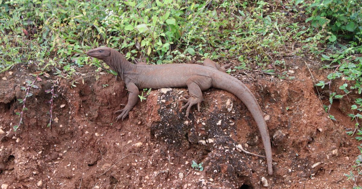 A monitor lizard resting on a cliff surrounded by greenery, showcasing its natural environment.