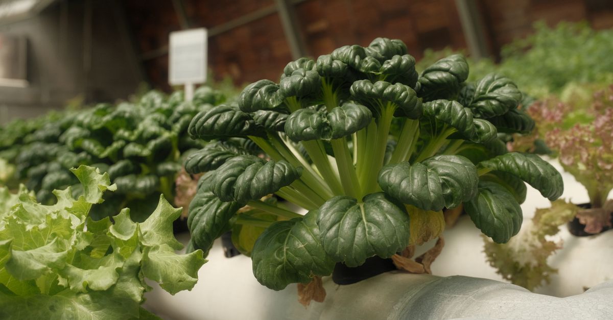 Vibrant green leafy vegetables thriving in an indoor hydroponic setup, showcasing sustainable farming.