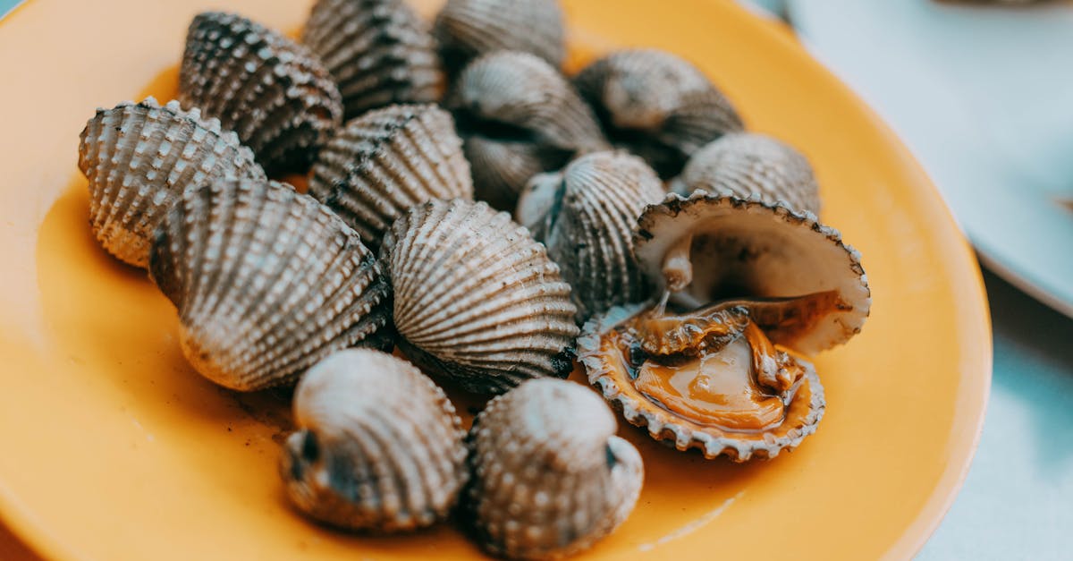 Close-up of fresh cockles arranged on a vibrant orange plate, ideal for seafood-themed content.