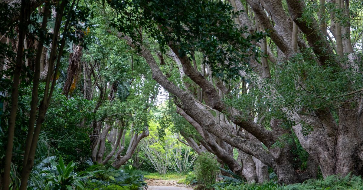 Tranquil pathway surrounded by lush greenery and towering trees in Cape Town, South Africa.