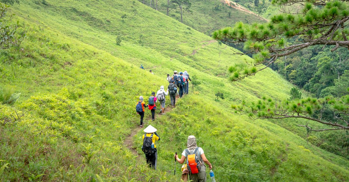 Back view of anonymous people hiking on pathway between green grass near pines rarely growing on slopes of hills during vacation