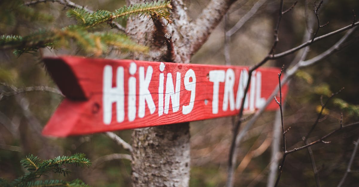 Closeup of sign showing direction to hiking trail hanged on tree in woodland
