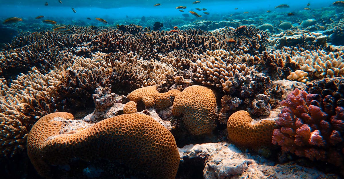 Colorful coral reef teeming with marine life under crystal clear water.