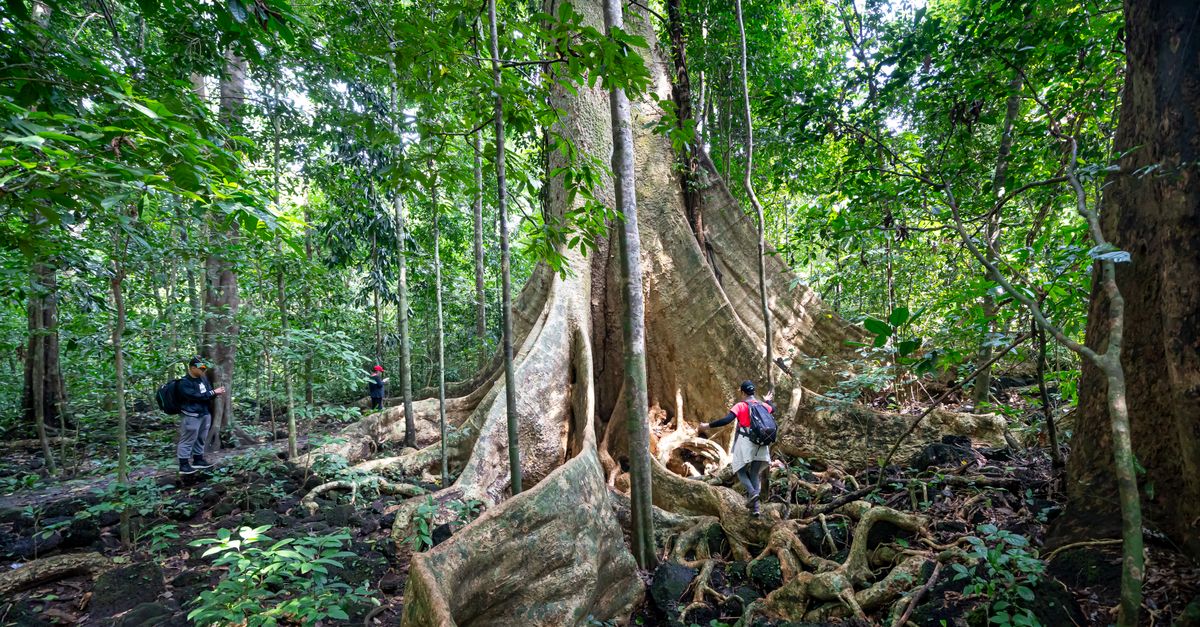 Backpackers strolling around huge tree with big roots in lush green rainforest while trekking