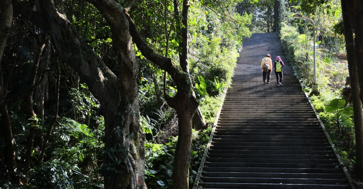 A couple walks up a staircase surrounded by lush greenery and sunlight in a forest.