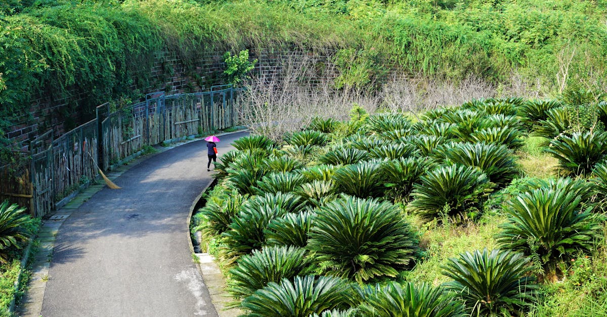 A serene pathway lined with lush green plants and a person walking with a pink umbrella in Chengdu, China.